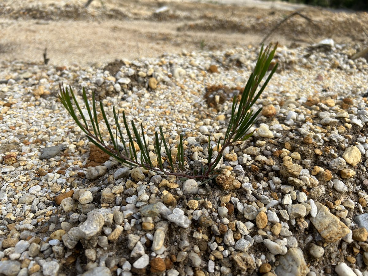 Got exciting work to share on 'Getting it right in a changing climate: informing adaptive management for conservation and restoration under climate change'? Join @DNAprymer, @hj_whiterabbit and I for a Symposium at ESA 2024. Abstracts now open! esa2024.org.au