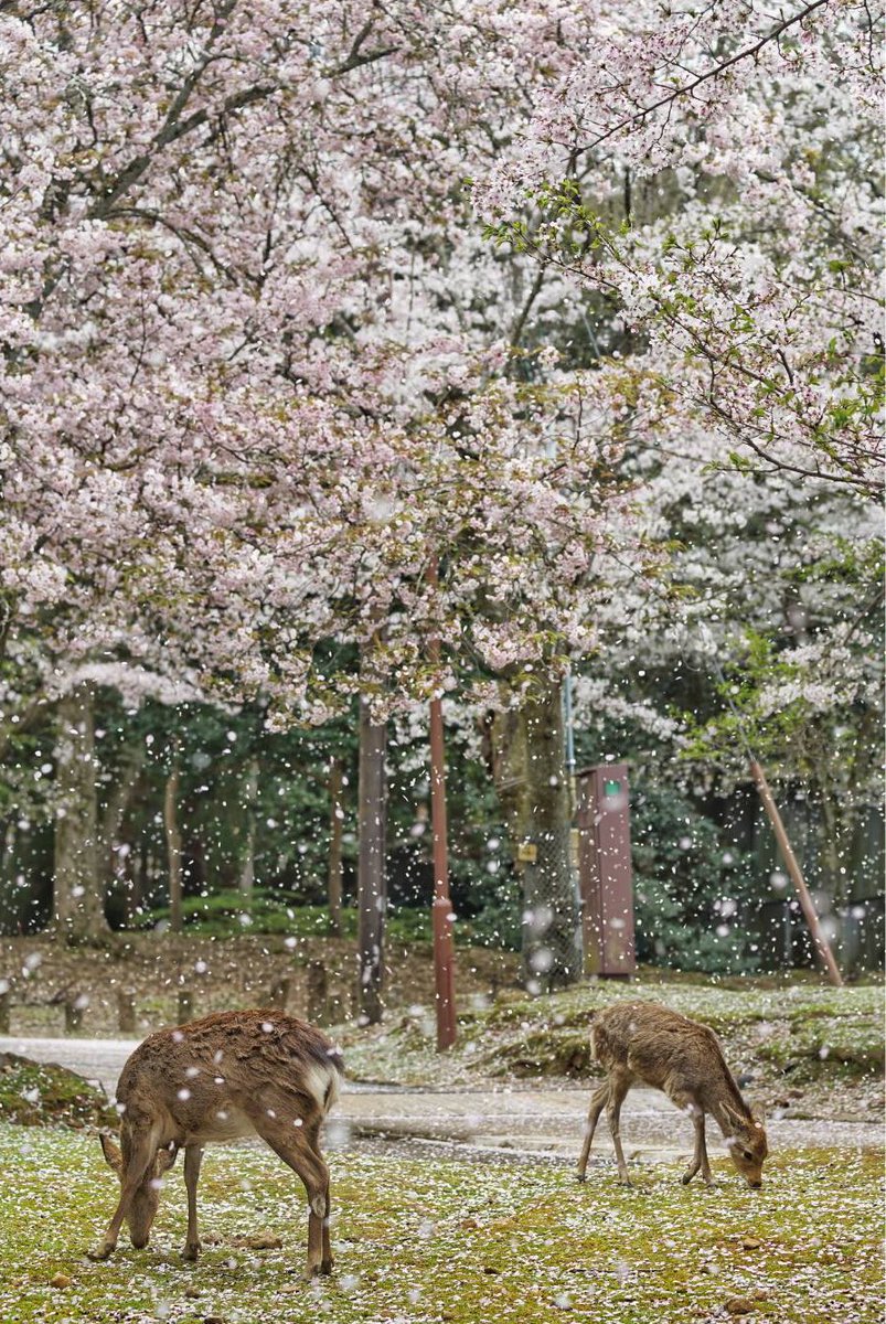 まるで雪が降っているかのような幻想的な写真がドライバーより届いています

奈良公園
2024.4.8