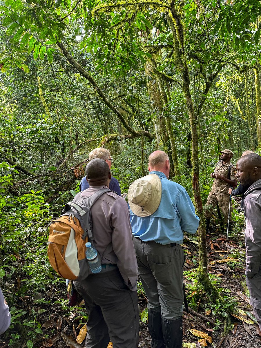 Gorilla trekking is a walking adventure activity that is done following the routine of mountain gorillas. On the walk you stand a chance to see other wildlife species including birds, small reptiles and plants. Email us at info@signature-africa.com for more