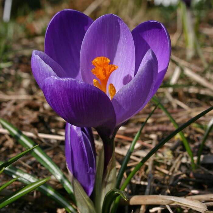 In the month of April Birds sing with thrill Radiant crocuses blossom Poetry flow from our bosom Spring is awake now The sun smiles aglow 🌞 #inkMine #radiant #April #BLOSSOM #crocus Picture Source: Fluwel