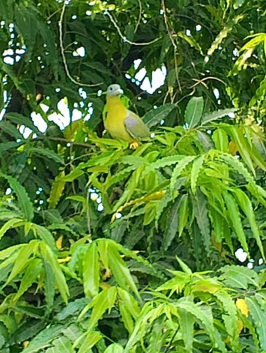 I saw a beautiful green coloured bird.
It was not parrot 🦜.
But so cute 🥰🥰.
You can see👇 
#BeautifulBird