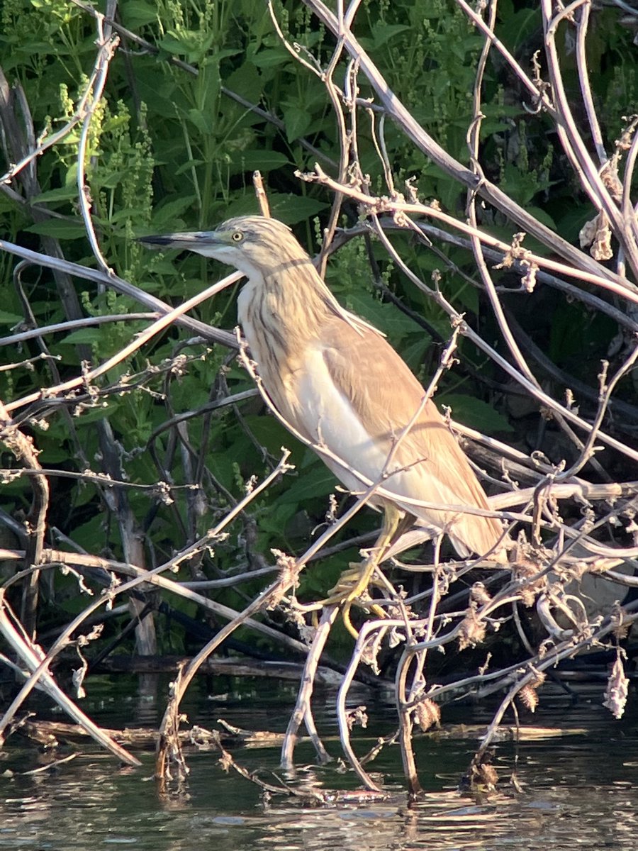 ⁦<a href="/birdsaroundcy/">BirdsAroundCyprus</a>⁩ First day of me jollies with ⁦<a href="/birdingabroad/">Birding Abroad</a>⁩ yesterday, Ruppells Warbler, Little Crakes, Squacco Heron and loads more. Phapos and Agia Varvara area.