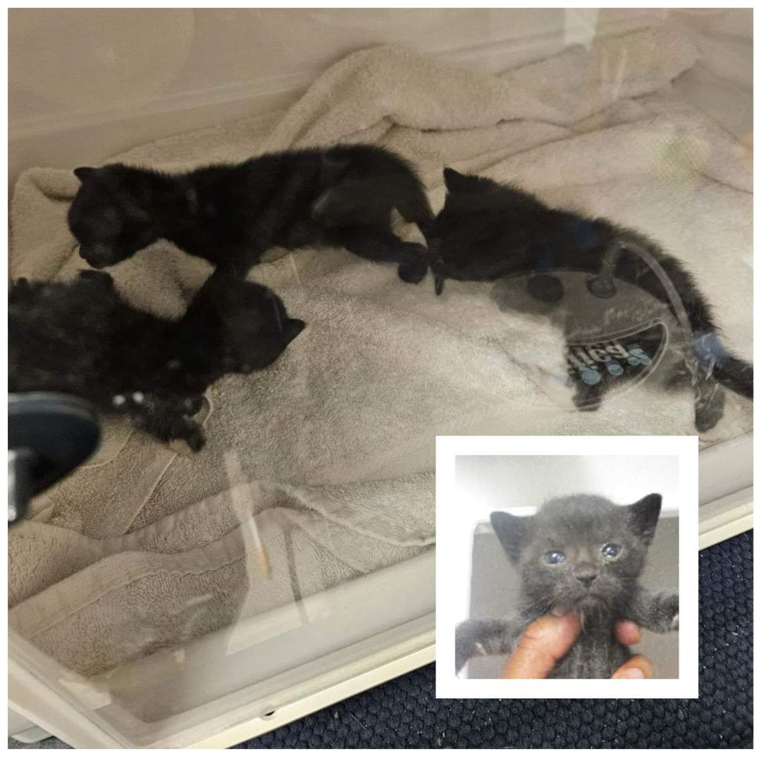 ❤️PLEDGES FOR RESCUE NEEDED❤️ From the shelter 4/11/24: These 3 tiny baby girls, 2-3 wks old, got to the shelter late yesterday afternoon. They are staying warm in the incubator, but need rescue ASAP. ID 656824- 826 #Marietta #GA #CobbCounty facebook.com/share/p/ESuwkd…