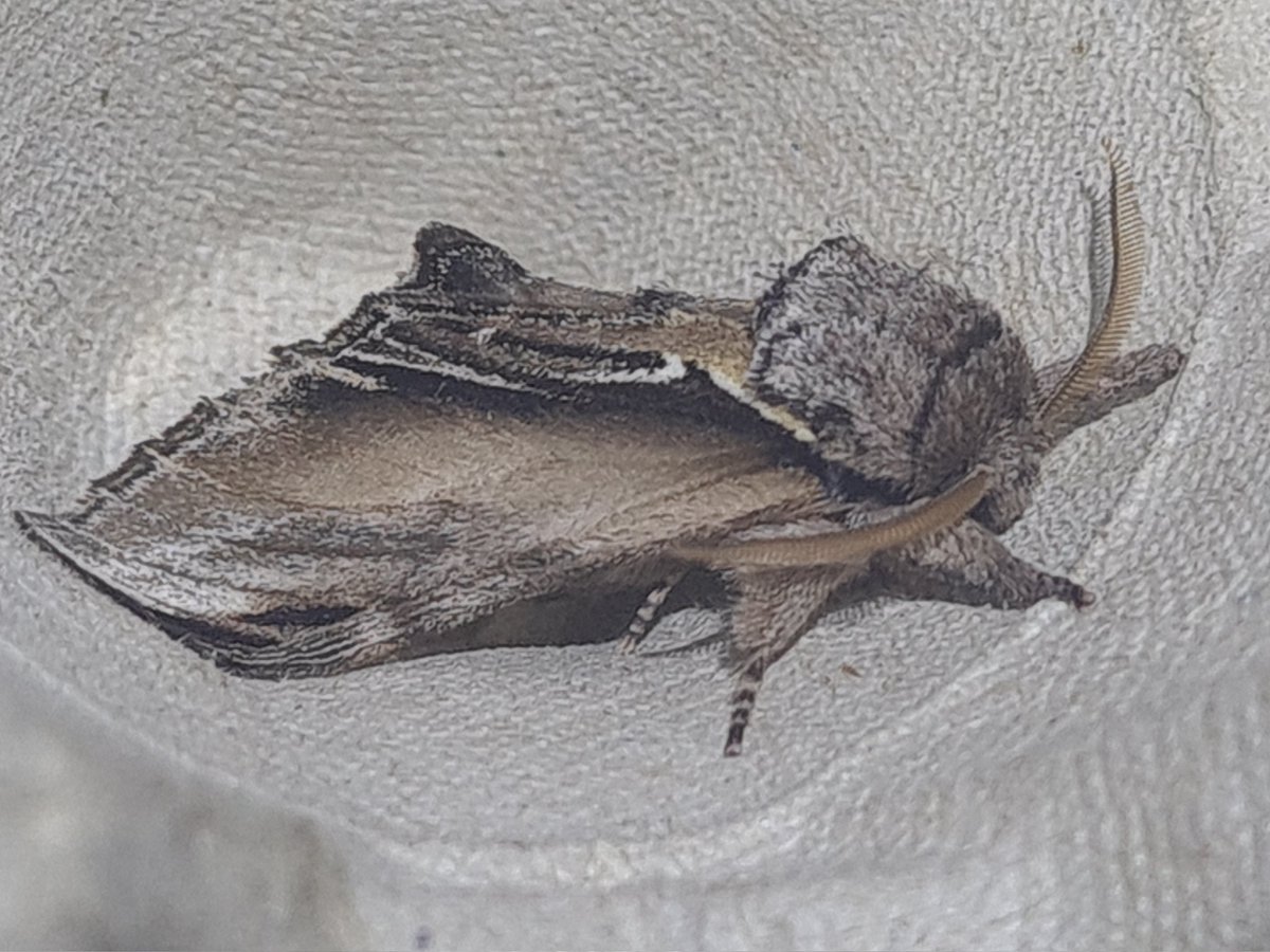 Swallow Prominent NFY Dartford VC16.