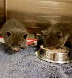 ❤️ PLEDGES FOR RESCUE NEEDED❤️ From the shelter 4/11/24: Two baby boys, 4-5 wks old, brought to the shelter today. They might be a little messy, but they are eating on their own. They need rescue ASAP. ID 656836 -837 #Marietta #GA #CobbCounty facebook.com/share/p/WdP1wQ…