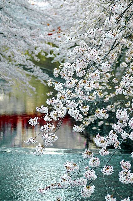 #12Aprile #BuongiornoATutti Mondo in sofferenza eppure i ciliegi sono in fiore. ✒️ Kobayashi Issa #VisioniDiPace #InHaiku #VentagliDiParole 📸 Meguro River Tokyo