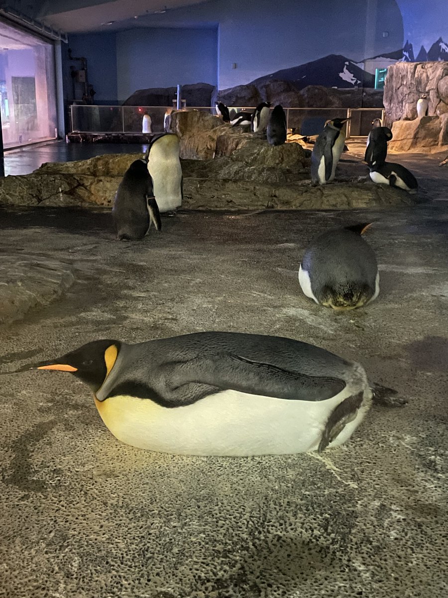 夜のキングペンギンの様子です。日中よりもちもちしている気がします・・・ #長崎ペンギン水族館　#ペンギン　#penguin #aquarium #キングペンギン　#kingpenguin #おもち
