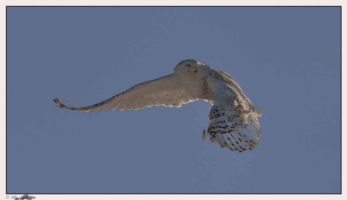 rluka's tweet photo. The Snowy Owl just before its northern migration from Alberta #birdphotography #NaturePhotograhpy #SonyAlpha https://t.co/qlhXUjzxcE