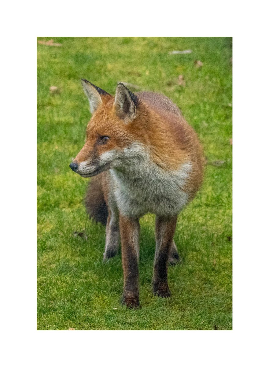 Good Morning and it’s a foxy Friday! (the fox in the garden yesterday evening)