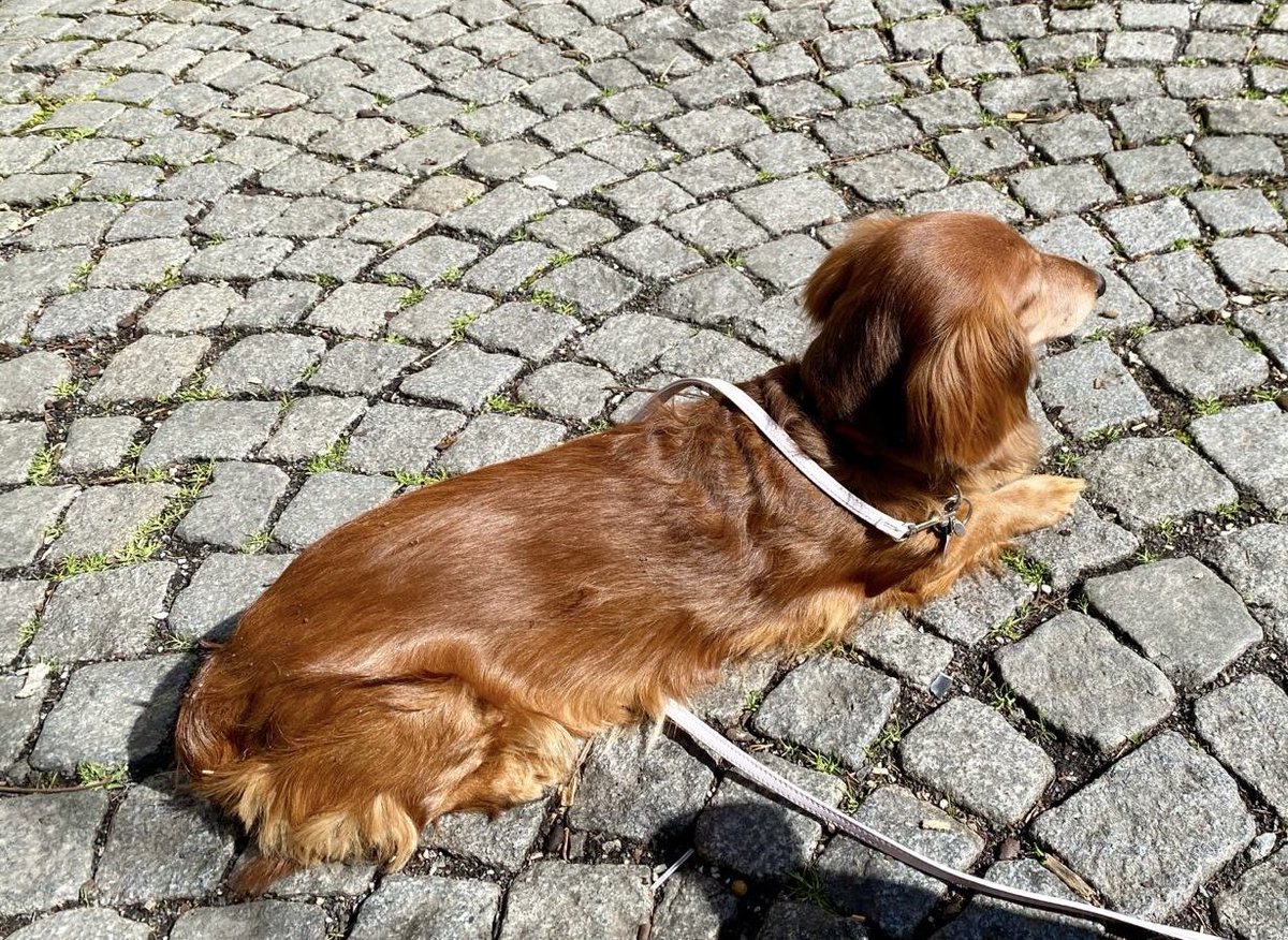 dshcs_univie's tweet image. Coordinator, when PhD candidates, who registered for a transferable skills workshop, don‘t show up without notice. Grrrrr

#wasteofmoney #wasteoftime #badstyle #growup