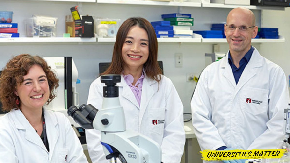 Universities Australia (@uniaus) on Twitter photo Neuroscientists from <a href="/Macquarie_Uni/">Macquarie University</a> have developed a single-dose genetic medicine that has been proven to halt the progression of both MND and frontotemporal dementia in mice – and may even offer the potential to reverse some of the effects of the fatal diseases.
Read more: Neuroscientists from <a href="/Macquarie_Uni/">Macquarie University</a> have developed a single-dose genetic medicine that has been proven to halt the progression of both MND and frontotemporal dementia in mice – and may even offer the potential to reverse some of the effects of the fatal diseases.
Read more: