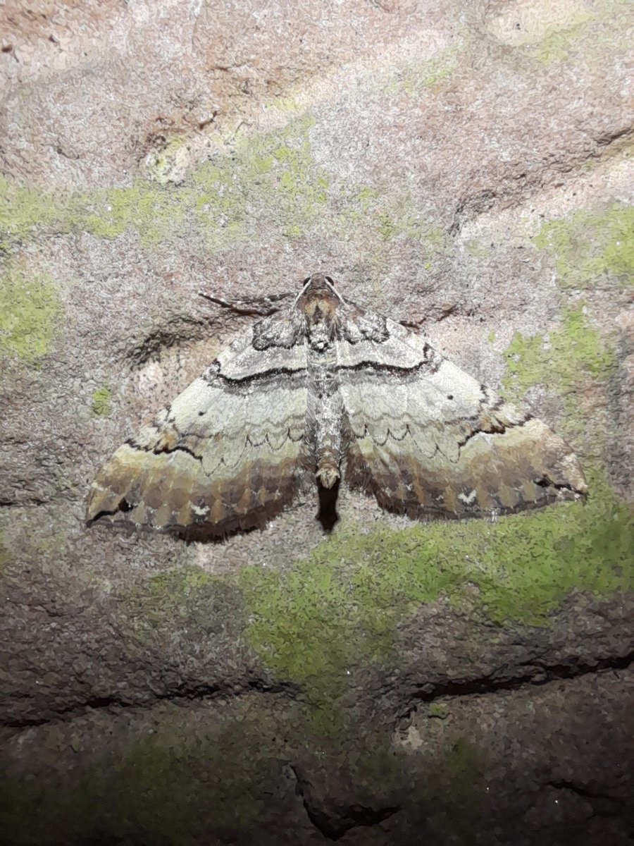 Shoulder Stripe - Earophila bad iata this morning.  #teammoth #MothsMatter