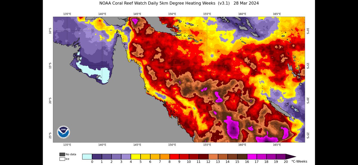 Open to DMs if anyone wants to collaborate on an open analysis of Degree Heating Week exposure during the 2024 mass bleaching event: marine-ecologist.github.io/GBR-coral-blea…