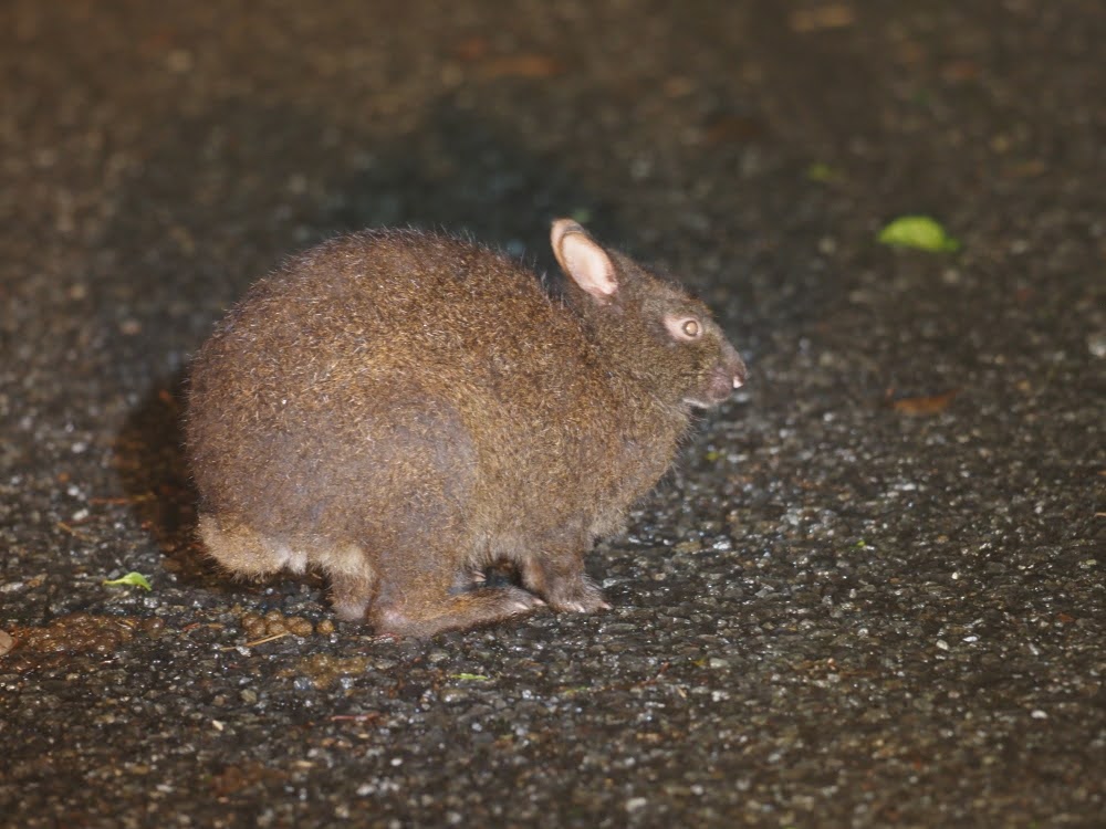 kake3's tweet image. アマミノクロウサギ！