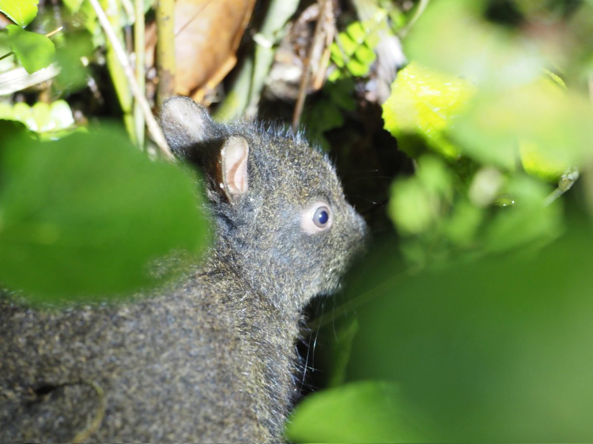 kake3's tweet image. アマミノクロウサギ！