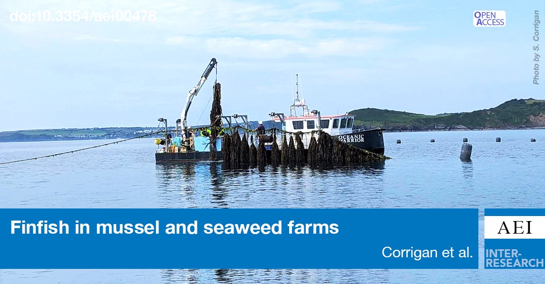 Do #mussel and #seaweed farms provide fish habitats? Results from camera and fishing surveys in UK farms suggest that farms could create new feeding grounds for fish of commercial and ecological importance. bit.ly/aei_16_145
