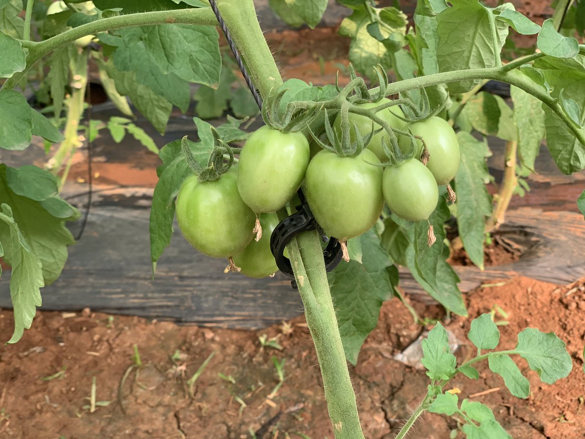 KrisiLPjoshi's tweet photo. लटरम्मै फल्ने भयो 
#Satyawati_Schoo_farm https://t.co/1zdpbmnMXS