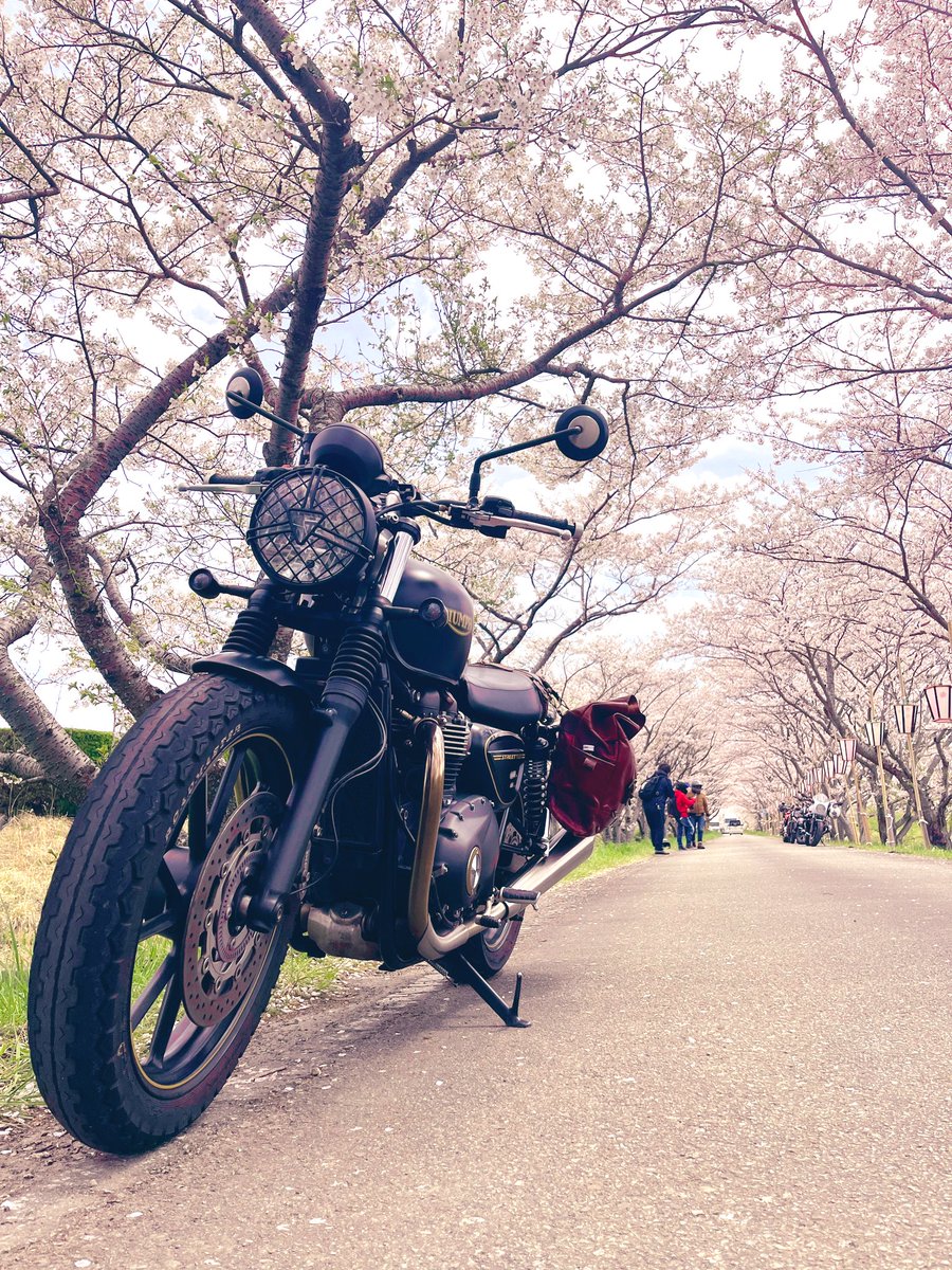 毎年、愛車と桜と写真撮りたいよね🌸
#トライアンフ
#ストリートツイン
#桜のトンネル
#春のはじまり
