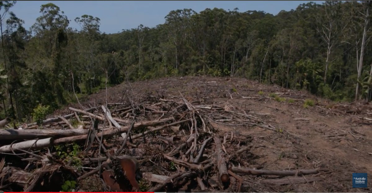 Killing Koalas for cash. 'Despite a decade-long commitment to establish the Great Koala National Park, the NSW Labor Government is delaying its creation so that the forests can be exploited for carbon credits. It’s a decision with disastrous consequences for the koalas, and the…