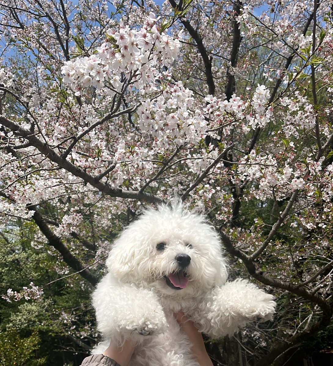 遅ればせながらの桜🌸 ボサボサだけど、ビションフリーゼ