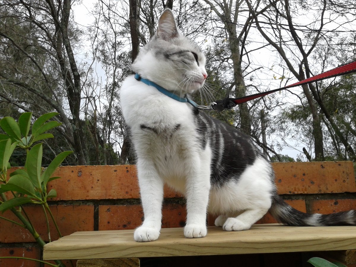 Diary of a cat servant: A combined #FlashbackFriday and 'too blurry but cannot delete' photo. This one I keep mainly for being the rare photo where Ella's chest markings are visible. But also for how thrilled she was with this bench (no longer in use).