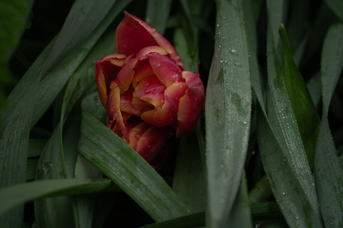 April showers… #photography #Sony #macrophotography #ThePhotoHour #nature #NaturePhotography #naturelovers #wildflowers #wildflowerhour #flowerphotography #AprilShowers #April2024