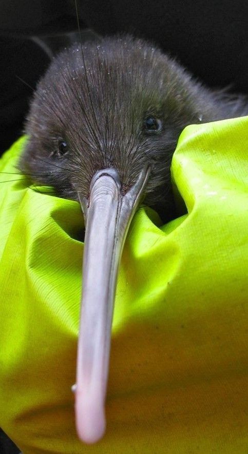 sumber;

wayfaringkiwi.com/fun-facts-abou…

savethekiwi.nz/about-kiwi/kiw…

nationalkiwihatchery.org.nz/about-us/kiwi-…