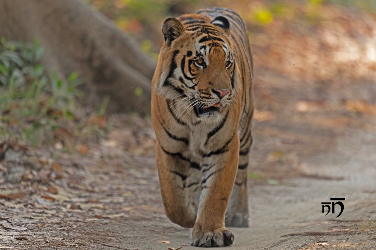 It may be the #Election2024 season in #India but all the real action is in the Terai region. It’s raining tigers creating a problem of plenty. #WildlifeFriday #Nikon #Tiger