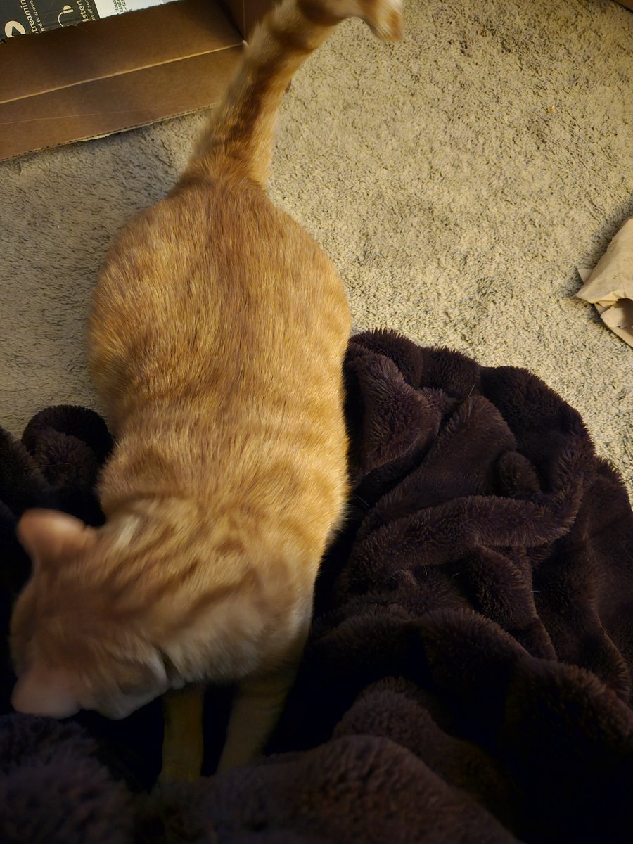 I get home from work. I'm trying to relax and next thing I know, a tiny heathen of a lion is scratching the blanket off my legs 🤡😭🙄🙄🙄 - Mama