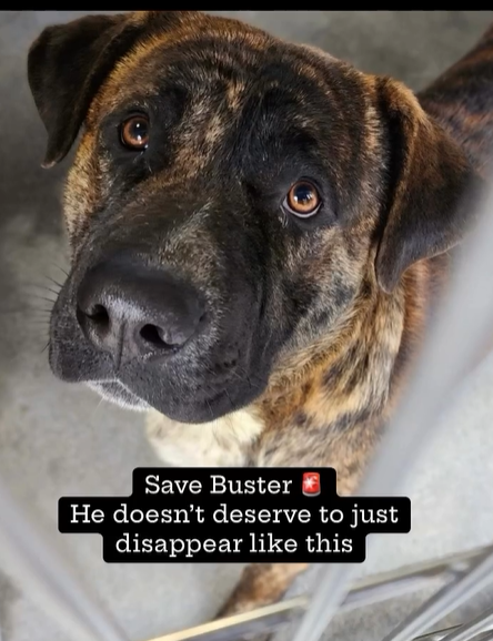 💔😭💔Very handsome, very friendly brindle BUSTER was put down today at Downey CA ACC😠Several team members met him and said he was the sweetest, so calm &amp; polite in his kennel. His crime was weighing over 70 lbs. Run free big boy 🌈
#A5608494