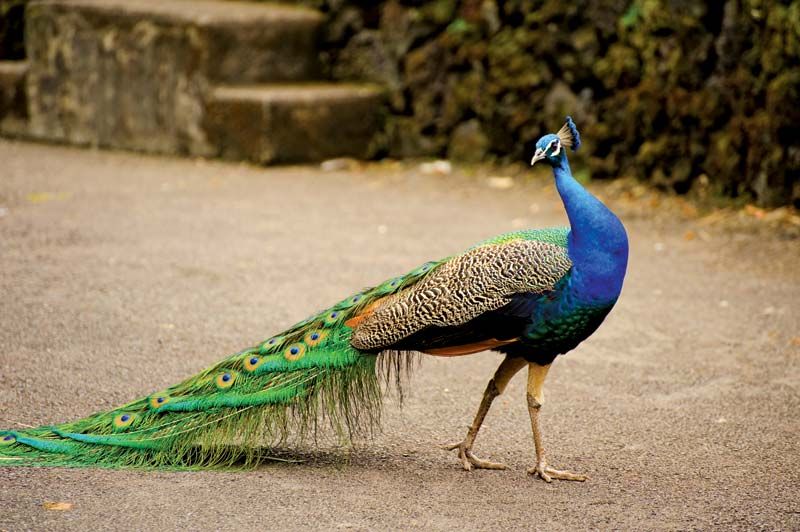 by the slow flowing river lush forest temple shade seductive Twilight's burlesque among fragrant Spring grasses urgent ardent calling muster of peacocks pierces deep reverie was this made for you plainly as it is for me #vss365 #poetry