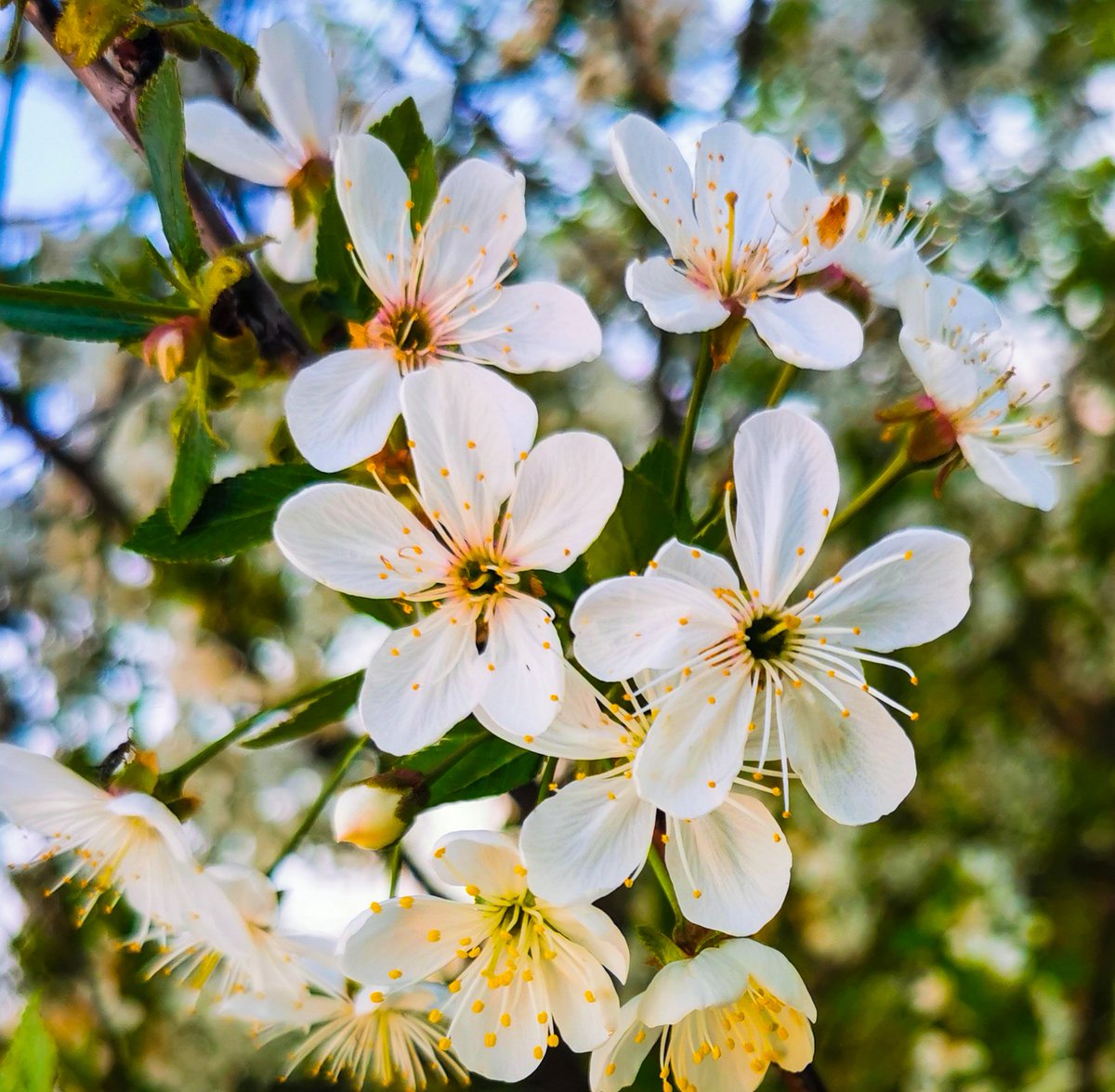 Good morning dear X Friends ❤️❤️ #spring #photo #photography #photooftheday #myphoto #StormHour #macro #macronature #macro_brilliance #nature #beautiful #white #closeup #fruitflower #cuteflower