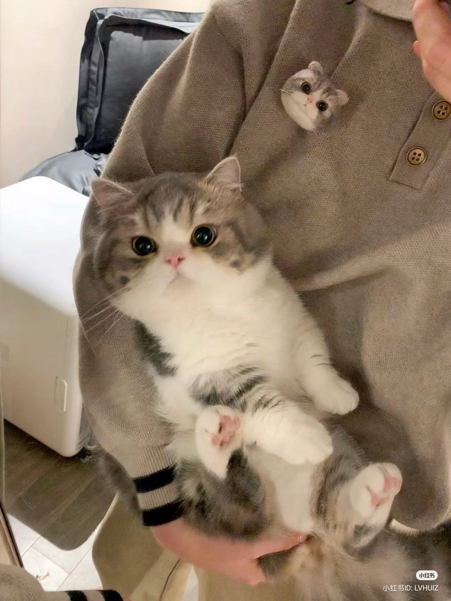 nocontextscats's tweet photo. baby floff https://t.co/9rGPjfDgIV