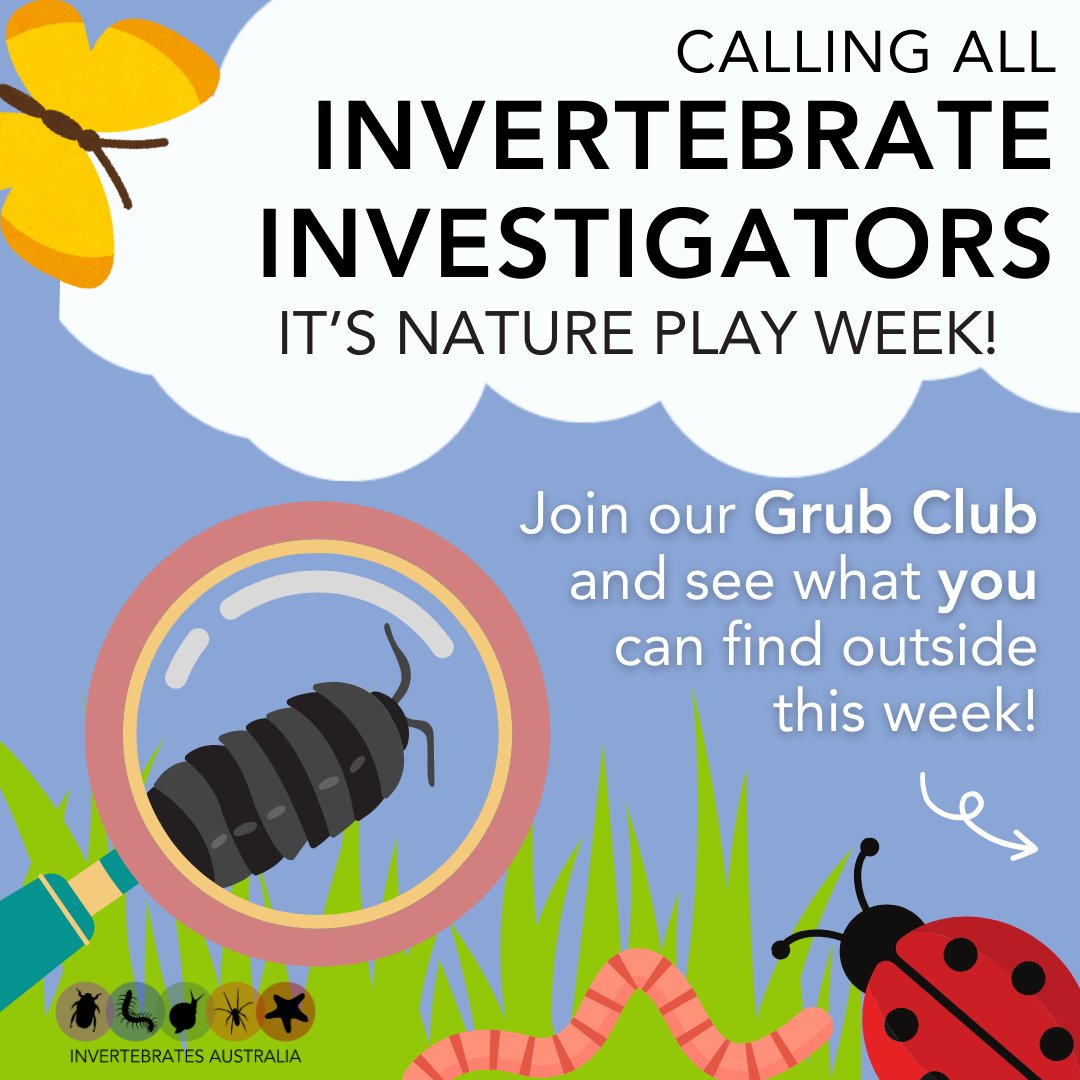 It's #NaturePlayWeek!🌳🐛 Why not get outside and do some invertebrate investigating - even in your own backyard! 👀 Sit and watch the critters to get to know them 📷 Take a picture and upload it to iNaturalist⚠️Be sure to disturb critters as little as possible #ozinverts