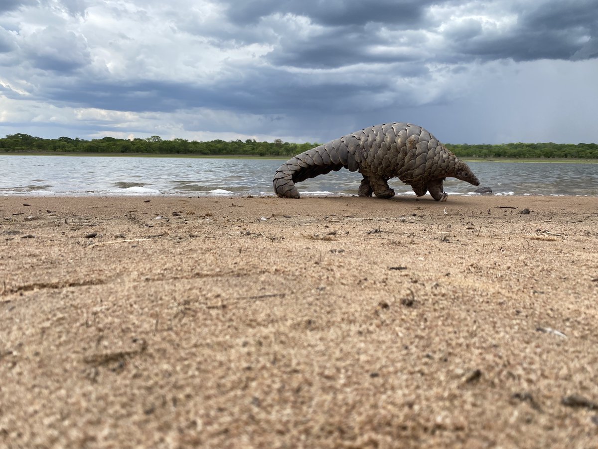 Some pangolins need months in our care before they're ready for life back in the wild. But some are only with us briefly. Over a period 13 days we received five pangolins, all of which were thankfully in excellent health and able to be released within 24 hours!