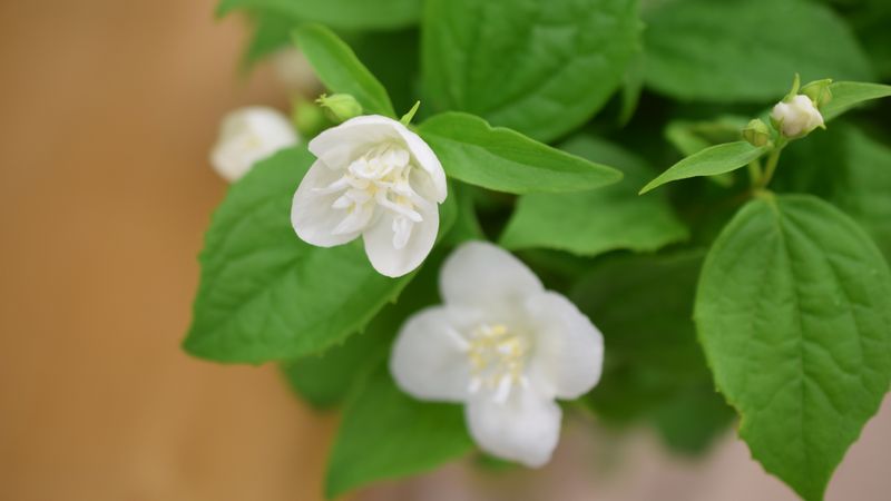 まいにち切花図鑑💐
【バイカウツギ】

初夏に出回る枝もので、爽やかな白い花といったらこれ。花が梅に似ているから「梅花（バイカ）」の名がついていますが、梅ではありません。

和風にも洋風のアレンジにも似合います。芍薬やアジサイなど、季節の花に合わせると素敵✨