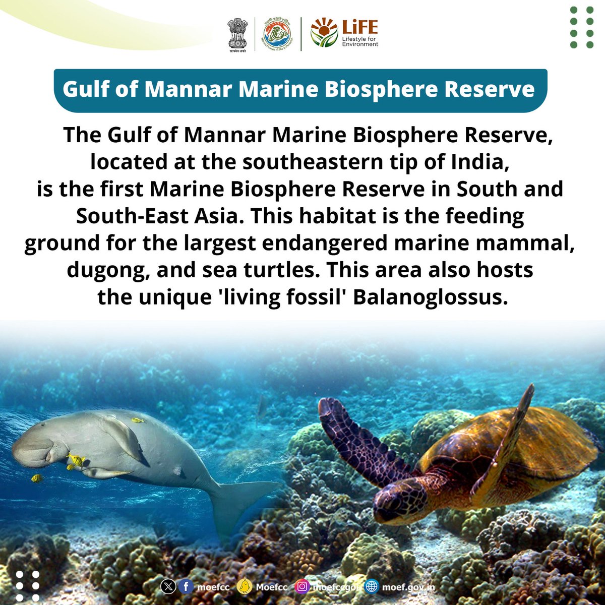 Discovering India's Ramsar Sites

Day 63: Gulf of Mannar Marine Biosphere Reserve

From wetlands to wildlife, each site is a unique haven for nature. Let's celebrate and safeguard these vital ecosystems together!

#RamsarSites #MissionLiFE #ProPlanetPeople