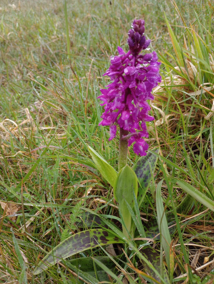 Early Purple Orchid in the morning mist. #Purbeck #britishorchids #wildflowerhour #orchids #twitternaturecommunity #springwatch #purple