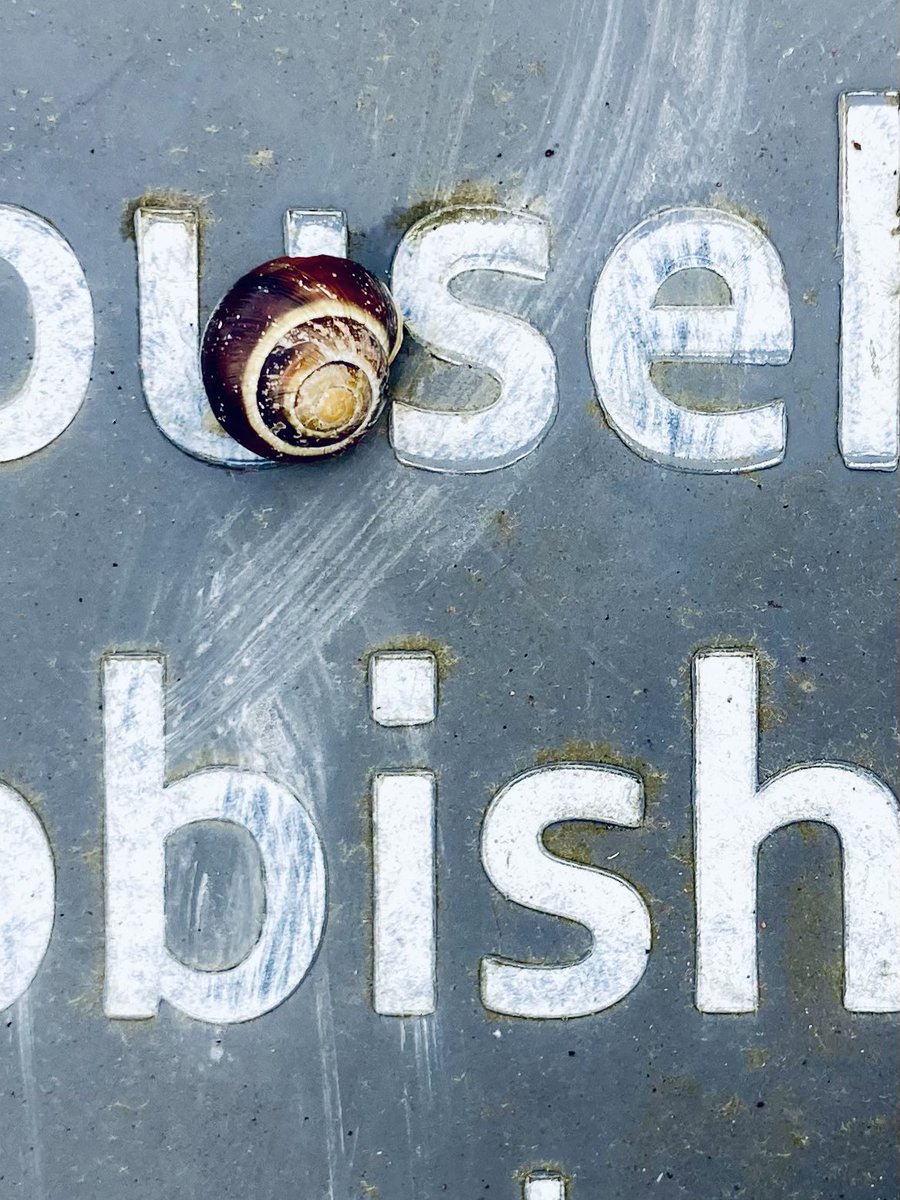 Photo of the Week 📸 

Clinging on for dear life 🐌 (and also the first time I actively took notice of the font chosen for the bins…#artistlife 🤓)

#snail #snailshell #nature #thegreatoutdoors #insect #photooftheweek #photography