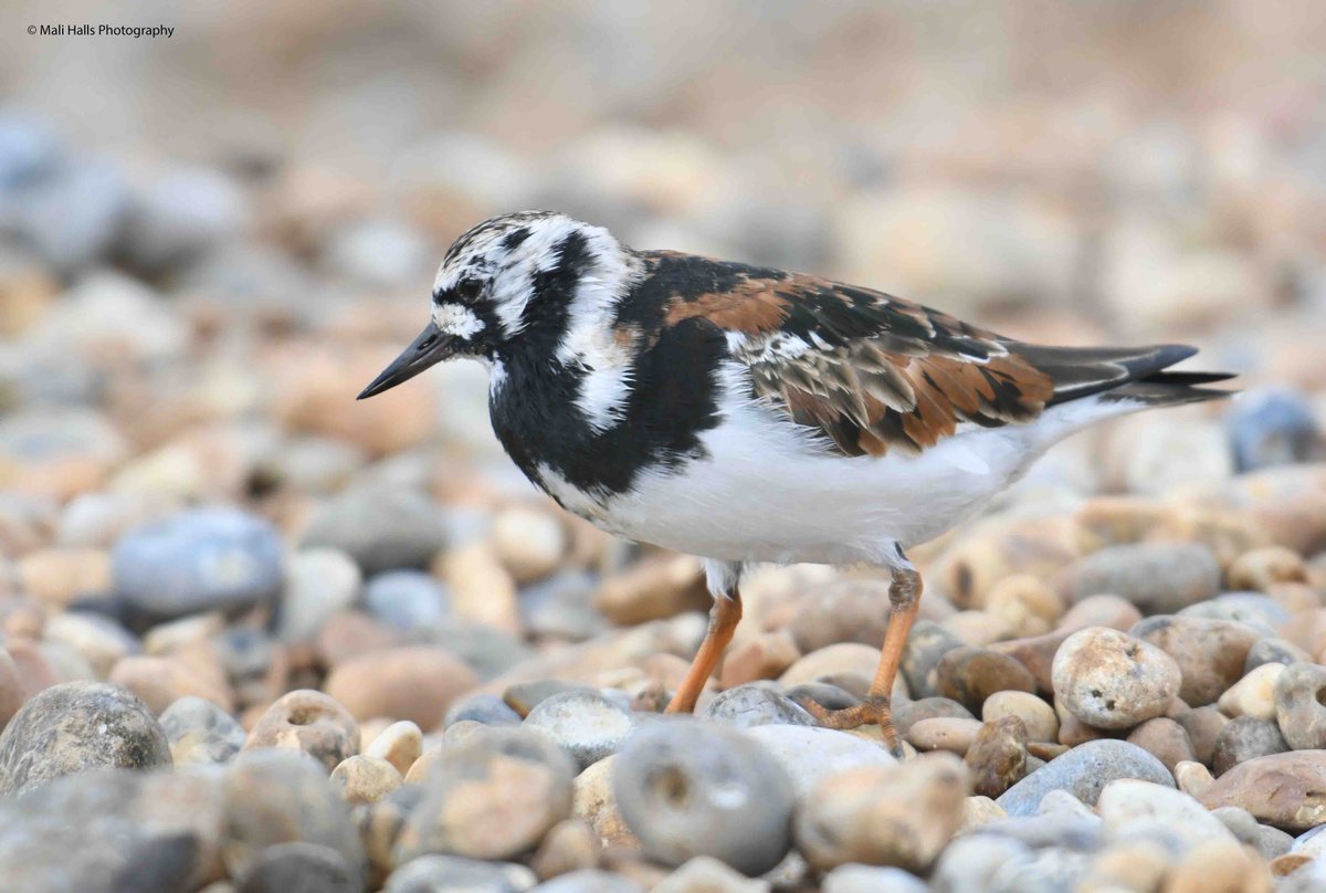 Turnstone.

#BirdTwitter #Nature #Photography #wildlife #birds #TwitterNatureCommunity #birding #NaturePhotography #birdphotography #WildlifePhotography #Nikon