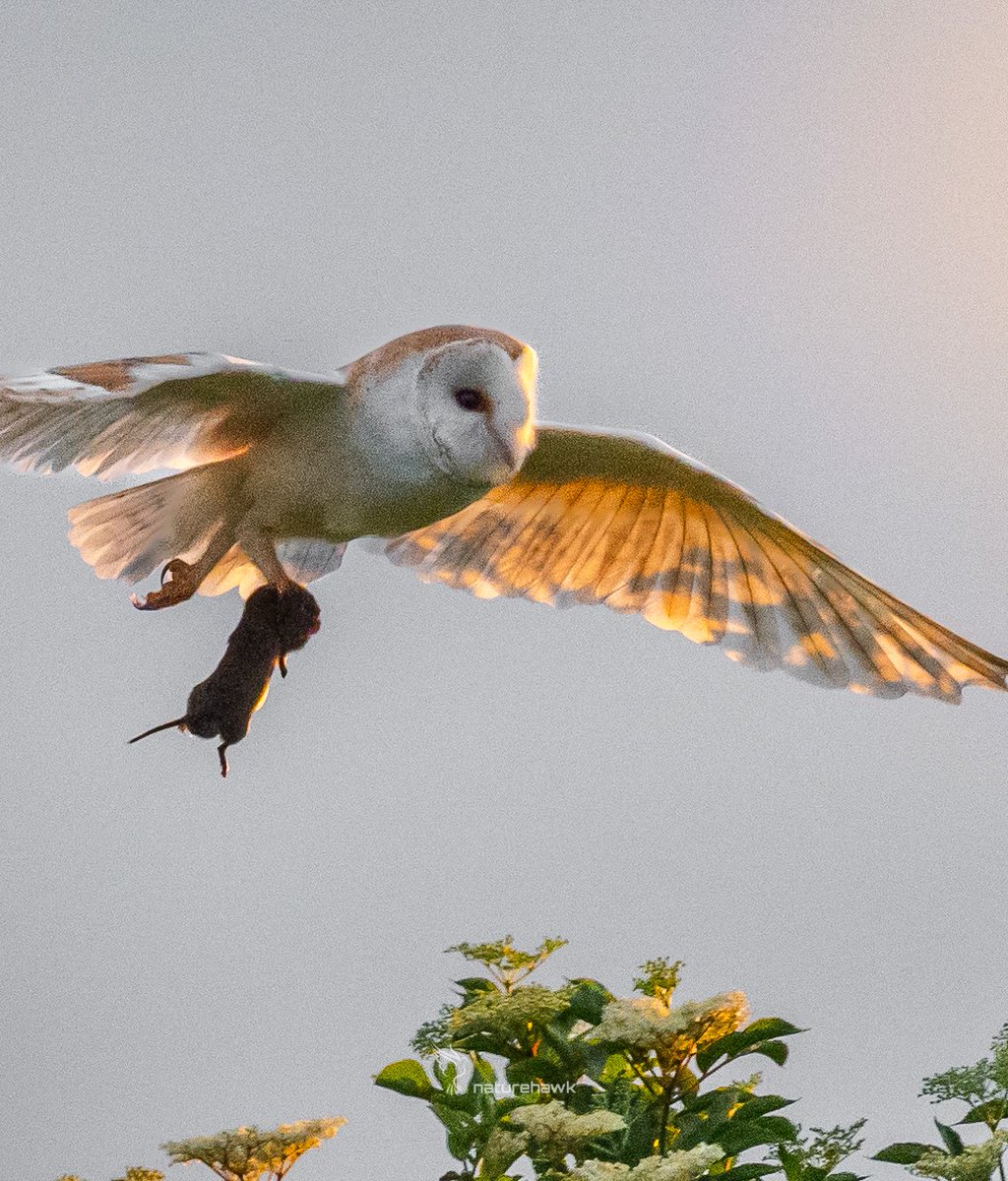 Laura Ashley Wings...

It was a nice surprise to see the tree dappled sunlight projected on to & through this Barn Owl's wings when I got this image back home & on to a bigger screen...

Captured with @NikonEurope Z6 & 500mm pf f5.6 

#birdsoftwitter @UKNikon #ukbirds