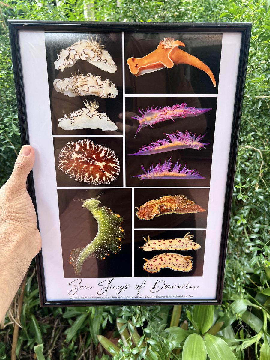 DARWIN! ☀️ Come see us at the museum markets tonight and see us debut some new prints! 😍🦋🦜