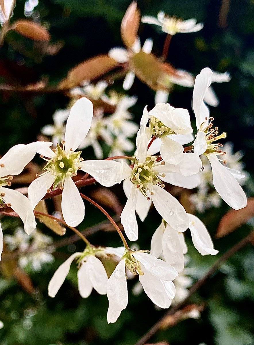 The delicate charm of Amelanchier this last few days 🧡🌿💫

‘How silent are the footsteps of spring’

🤍🌳🤍🌿🤍🌳🤍🌿🤍🌳🤍

• Henry David Thoreau •

A happy and joyous Friday to all! ❤️💐

#FlowersOnFriday
