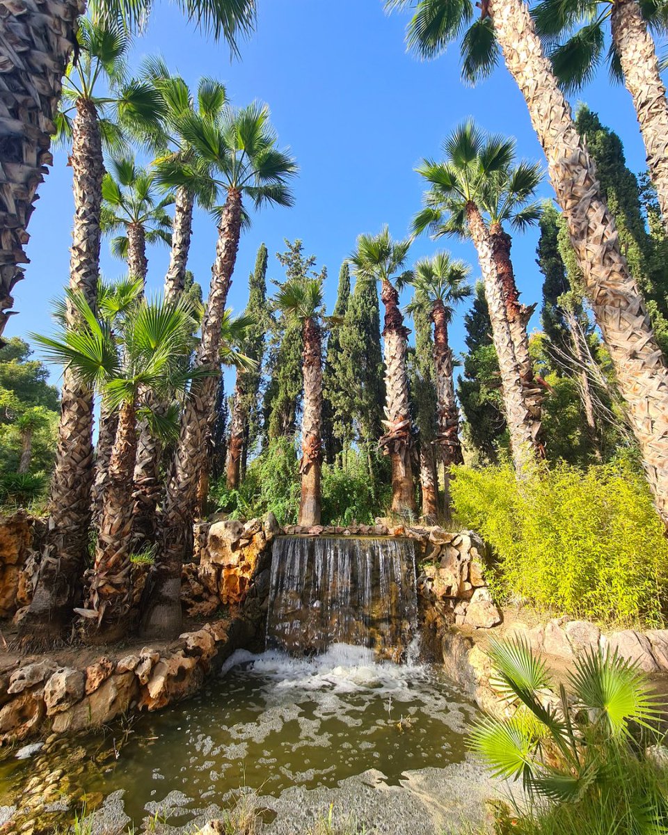 🌴🌴 Paseo entre palmeras 🌴🌴 Un refugio verde en la #CostaBlanca. Ven a #Novelda y descubre el Parque del Oeste, un escape perfecto para reconectar con la naturaleza 💚