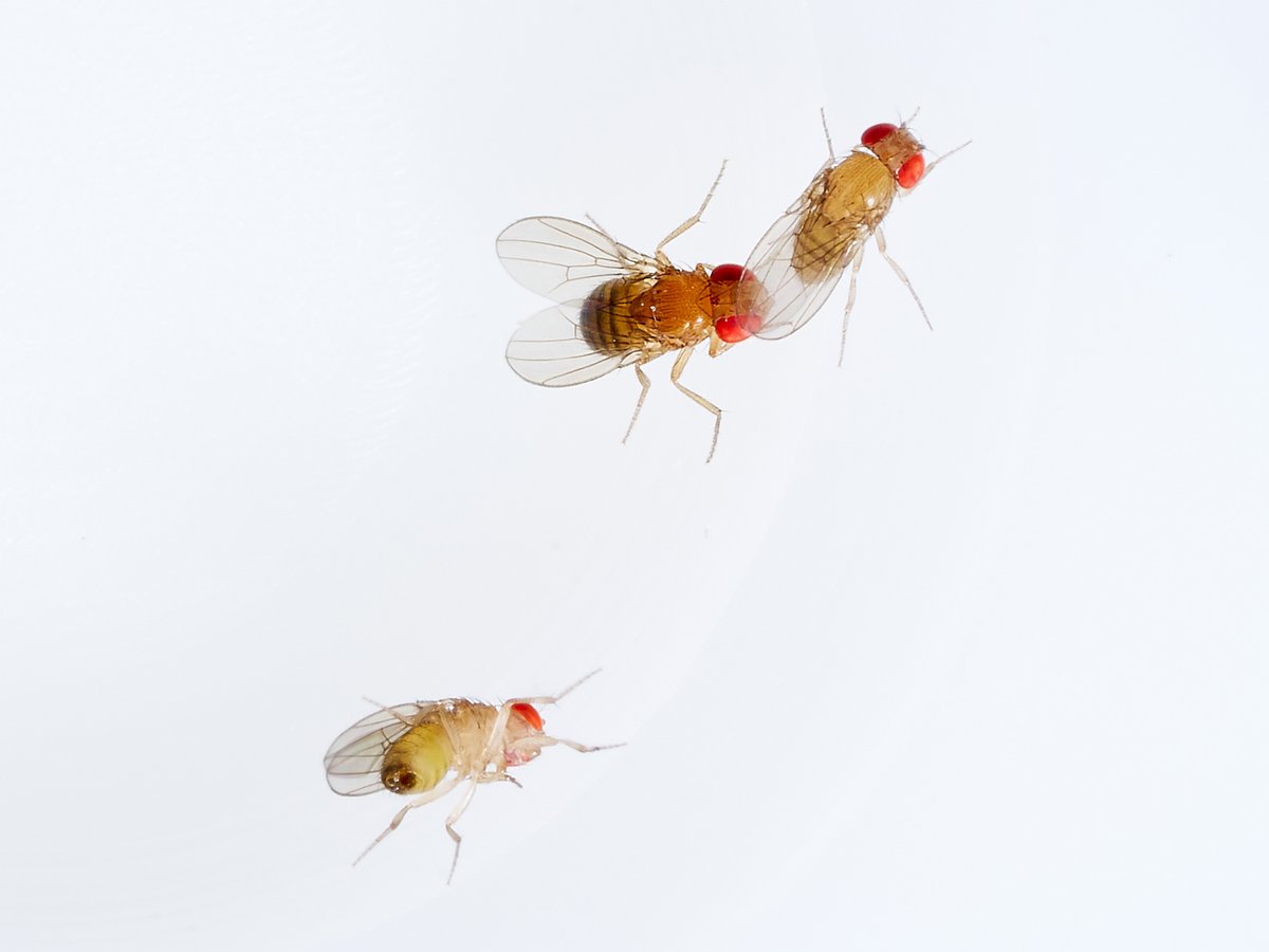 High #ozone levels could be a cause of insect decline: The oxidant pollutant removes mating barriers between fly species and increases the occurrence of sterile hybrids mpg.de/21786178/0405-… @MPI_CE
