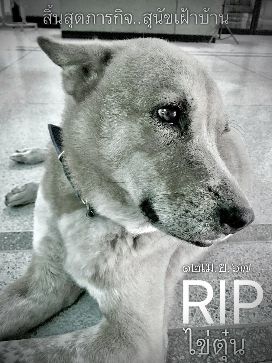 crushonyour__'s tweet image. เจ้าไข่ตุ๋น หมามาสคอตประจำคณะเพิ่งจากไปเมื่อเช้านี้เองทุกคน😭 รูปนี้เอามาจากอพช. save ไข่ตุ๋นงับ🥲 ขอบคุณที่เป็นความสุขเล็กๆ ในวันที่เรียนเหนื่อย ต่อจากนี้ไม่ต้องเจ็บแล้วนะตุ๋น ขอให้วิ่งเล่นให้สนุกบนนู้นนะ พวกเราจะคิดถึงหนู🤍