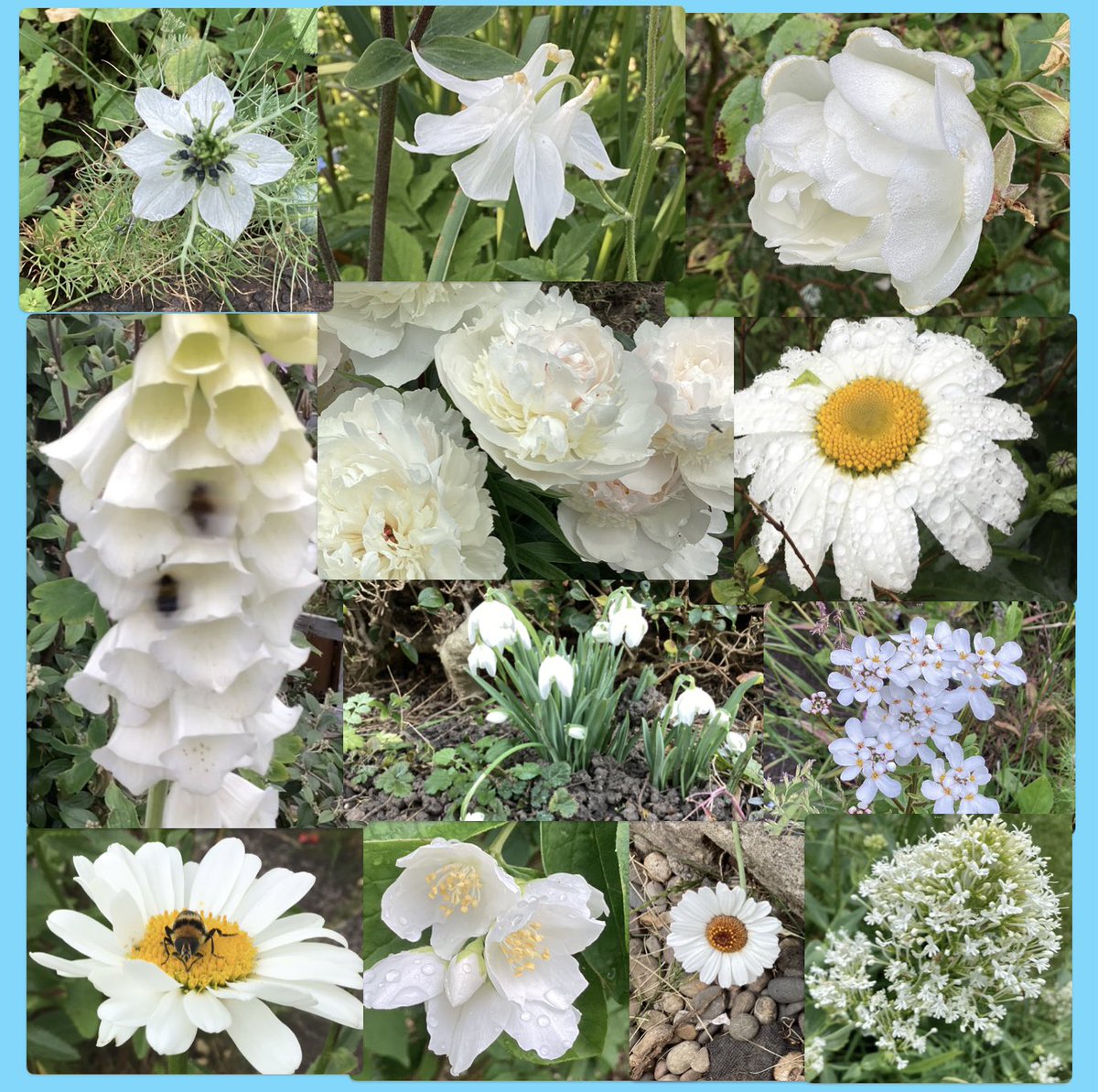 #GoodMorningEveryone  have the best one you can. We’re going all white today.  All from 2023 hoping the same 2024 🥰 #AllWhite  #FlowersOfTwitter  #FlowersOnFriday  #FridayFunDay