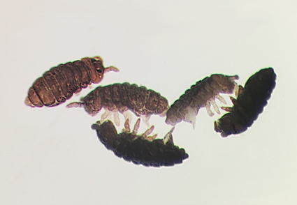 Zootaxa's tweet photo. New records of the genus Hypogastrura (#Collembola: Hypogastruridae) from the Greater Caucasus, with the description of a #newspecies from the monticola-group
https://t.co/T3GNor17BQ
#Taxonomy #springtails #snowflea https://t.co/DpI4s6HEqB