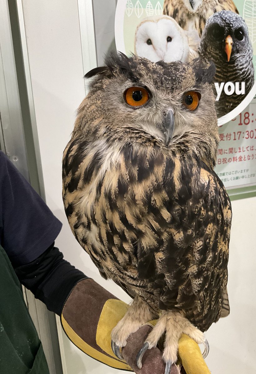 雨が止んだので、スタッフとお散歩に行ってきました🦉 The rain stopped, so I went for a walk with the staff #池袋 #動物カフェ #アニマルカフェ #小動物 #爬虫類 #ふくろう #ちいさな動物園 #いけもふ #owl #ユーラシアワシミミズク