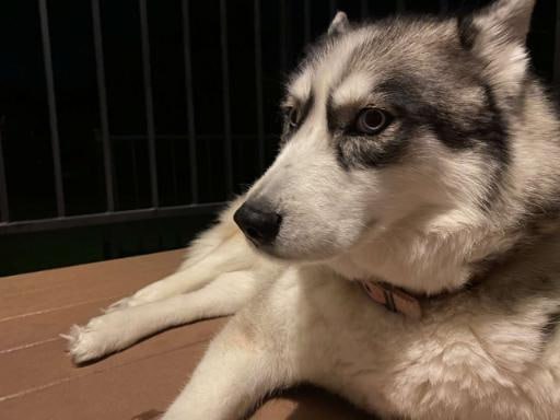 Freyadogsol's tweet photo. @yelotree WITH $Freya IT'S JUST ALL AT ONCE!!! https://t.co/bKdVaSxokR
